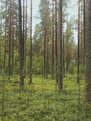 İpek Saten Bluz - Görsel 3