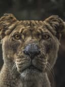 Oversize Baskılı T-Shirt