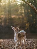 Çiçek Desenli Midi Elbise - Görsel 2