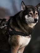 Gerçek Deri Sırt Çantası