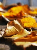 Gerçek Deri Sırt Çantası - Görsel 2