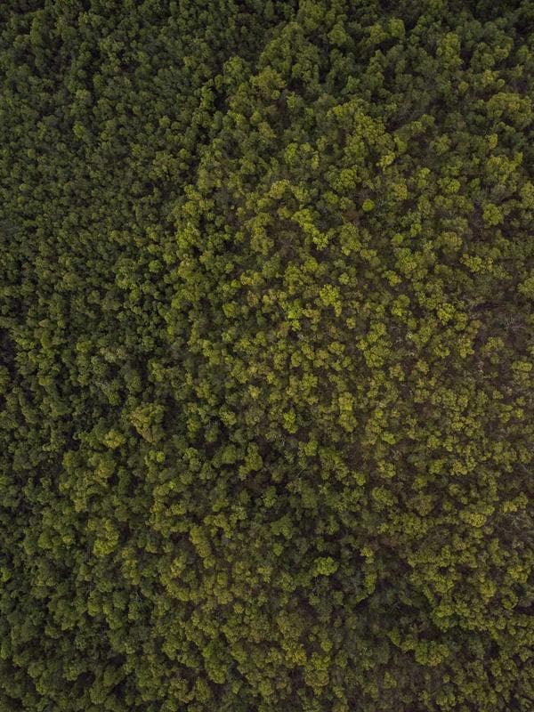 Çiçek Desenli Midi Elbise