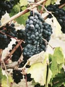 Çiçek Desenli Midi Elbise - Görsel 2