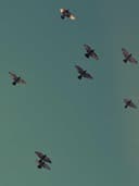 Yaz Koleksiyonu Şort - Görsel 2