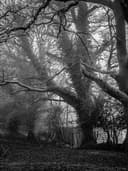 Yün Palto - Görsel 2