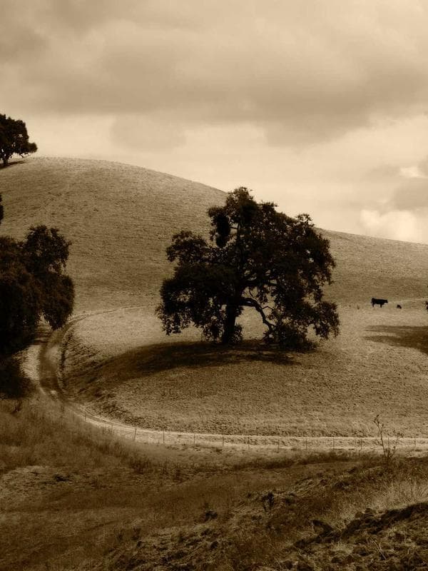 Slim Fit Oxford Gömlek