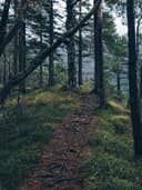 Yaz Koleksiyonu Şort - Görsel 2