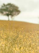 İpek Şal - Görsel 2