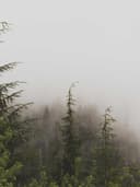 Çiçek Desenli Midi Elbise - Görsel 2